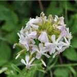 Сапунче лечебно растение - Saponaria officinalis L.