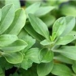 Сапунче лист - Saponaria officinalis L.