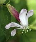 Random image: Сапунче  цвят - Saponaria officinalis L.