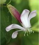 Сапунче цвят - Saponaria officinalis L.