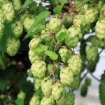 Хмел билка - Humulus lupulus L.