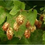 Random image: Хмел лечебно растение - Humulus lupulus L.