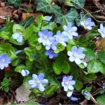 Билка Гълъбови очички - Anemone hepatica