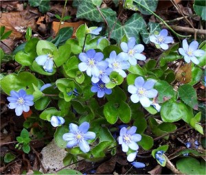 Билка Гълъбови очички   - Anemone hepatica