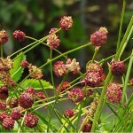 Билка Лечебна Динка - Sanguisorba officinalis L.