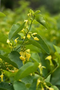 Вълча ябълка обикновена - Aristolochia clematitis L.