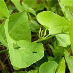 Вълча ябълка обикновена листа - Aristolochia clematitis L.