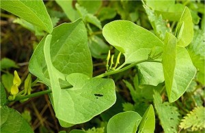 Вълча ябълка обикновена листа - Aristolochia clematitis L.