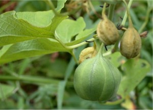 Вълча ябълка обикновена плод - Aristolochia tis L.