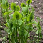 Random image: Вълча ябълка  обикновена стрък - Aristolochia clematitis L.