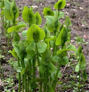 Вълча ябълка  обикновена стрък - Aristolochia clematitis L.