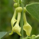 Вълча ябълка обикновена цвят - Aristolochia clematitis L.