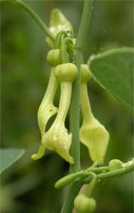 Вълча ябълка  обикновена цвят - Aristolochia clematitis L.