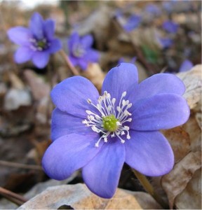 Гълъбови очички билка  - Anemone hepatica