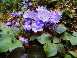 Гълъбови очички листа - Anemone hepatica