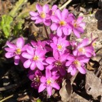 Гълъбови очички розов цвят - Anemone hepatica