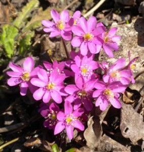 Гълъбови очички розов цвят - Anemone hepatica