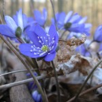 Гълъбови очички стрък - Anemone hepatica