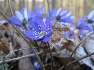 Гълъбови очички стрък - Anemone hepatica