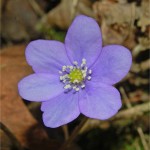 Гълъбови очички цвят - Anemone hepatica