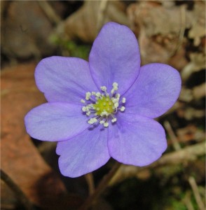 Гълъбови очички цвят - Anemone hepatica