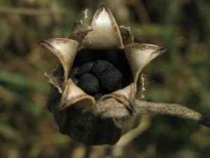 Къклица семена - Agrostemma githago L.