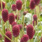 Random image: Лечебна Динка билка - Sanguisorba officinalis L.