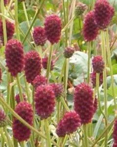 Лечебна Динка билка - Sanguisorba officinalis L.