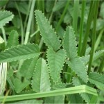 Random image: Лечебна Динка лист - Sanguisorba officinalis L.