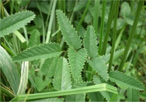 Лечебна Динка лист - Sanguisorba officinalis L.