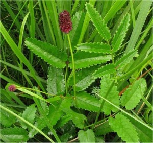 Лечебна Динка стрък - Sanguisorba officinalis L.