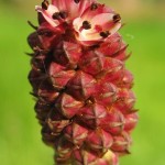 Random image: Лечебна Динка цвят - Sanguisorba officinalis L.