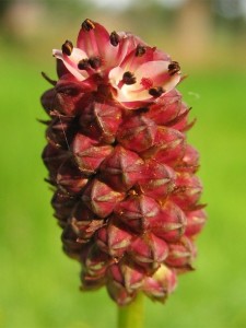 Лечебна Динка цвят - Sanguisorba officinalis L.