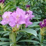 Билка Странджанска зеленика - Rhododendron ponticum L.