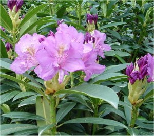 Билка Странджанска зеленика - Rhododendron ponticum L.