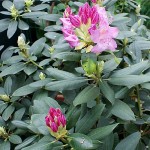 Странджанска зеленика - Rhododendron ponticum L.