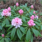 Random image: Странджанска зеленика билка - Rhododendron ponticum L.