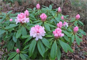 Странджанска зеленика билка - Rhododendron ponticum L.