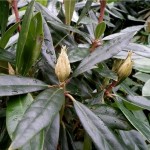 Random image: Странджанска зеленика листа - Rhododendron ponticum L.