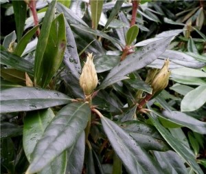 Странджанска зеленика листа - Rhododendron ponticum L.