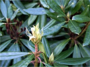 Странджанска зеленика растение - Rhododendron ponticum L.