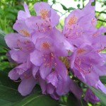 Random image: Странджанска зеленика  цвят - Rhododendron ponticum L.