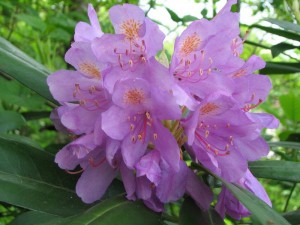 Странджанска зеленика  цвят - Rhododendron ponticum L.