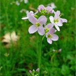 Random image: Билка Горва ливадна - Cardamine pratensis