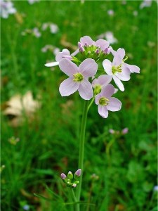 Билка Горва ливадна - Cardamine pratensis