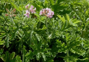 Билка Индрише - Pelargonium roseum