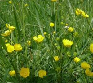 Билка Обикновено лютиче - Ranunculus acris L.