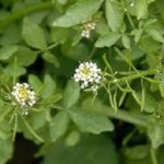 Билка Поточарка - Nasturtium officinalis