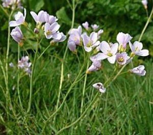 Горва ливадна - Cardamine pratensis