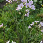 Random image: Горва ливадна билка - Cardamine pratensis